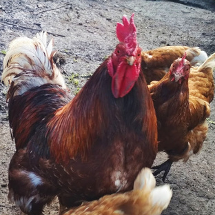 Сельское хозяйство