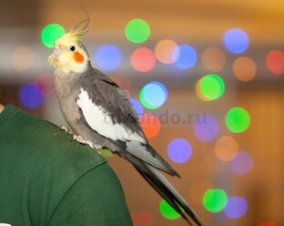 Домашние животные. Попугаи.