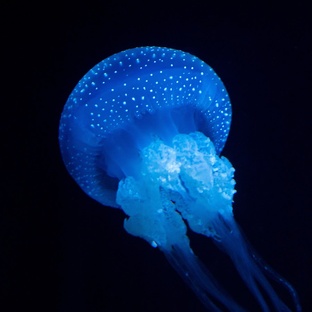 Медузы: тайны прозрачных существ морей и океанов