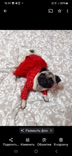 Популярный мопс