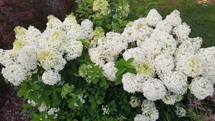 Гортензии, рододендроны и розы