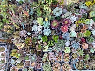 Комнатные растения