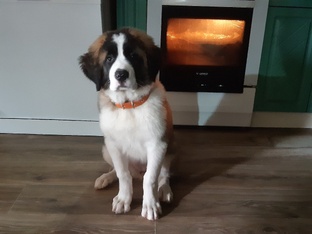 Москвичка Соня и Ко