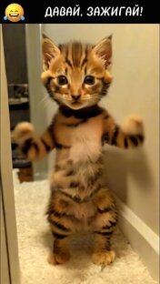 Про котиков