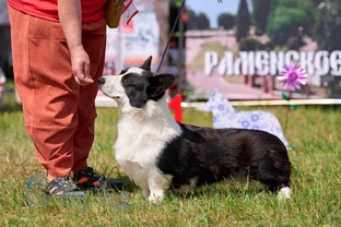 Лекс Вельш корги кардиган