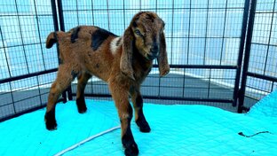 Козлята «от Лунной Козы»