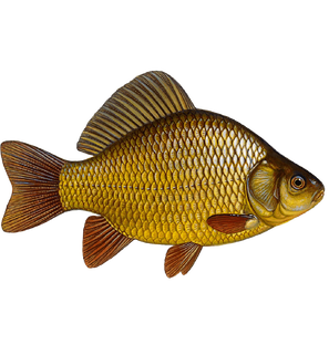 Ловля карася