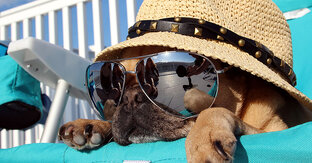 Что надо знать о наших питомцах.