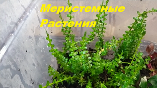 Меристемные Аквариумные Растения