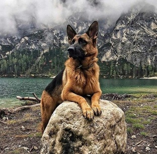 Наш Немецкий овчар