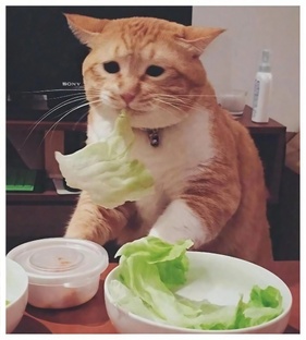 Виды питания 