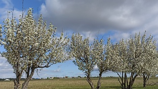 Груши в поле