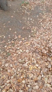 Ковер осенних листьев, красота, лес, природа , счастье