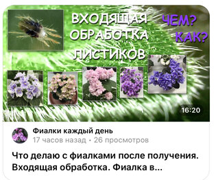  Уход за фиалками: видео