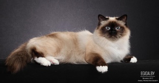 Глисты у кошки?