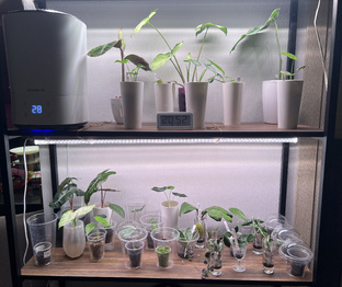 Домашние растения 2025