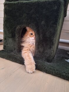 Шерстяной клубок