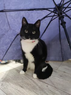 Кот Барсик.