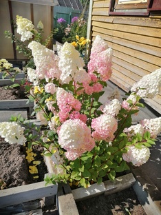 Моя любимая Дачка. 2020 год.