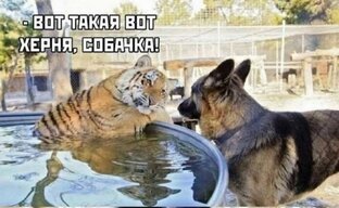 Как я стала толстой