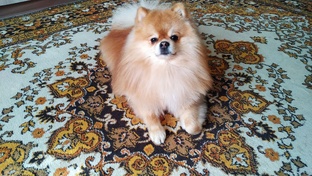 Наши питомцы