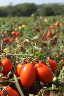 Помидоры и другие овощи