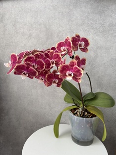 Пересадка орхидей