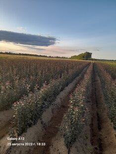 Питомник растений