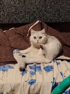 Мои питомцы