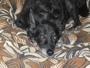 Мои питомцы, которых уже нет с нами