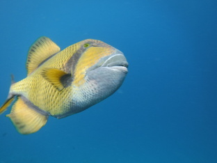 Обитатели кораллов и их окрестностей 