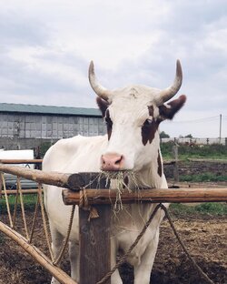 Фермы и зоопарки Подмосковье 