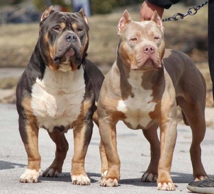 Американский булли. Кто они. О породе. 