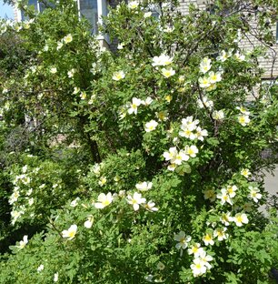 Истории моего сада