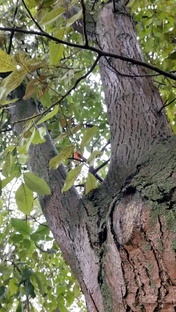 ПЛЮС ДВЕ СОТКИ