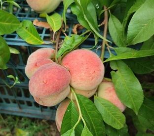 Выращиваем персик в Сибири