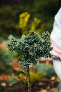 Выбираем саженцы хвойных