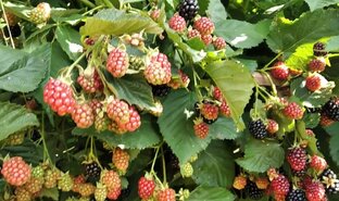 Цветы, сад и огород