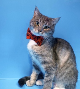 КОТИКИ, КОТОРЫЕ МЕЧТАЮТ О ДОМЕ