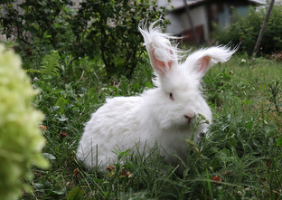 Ангорские кролики!