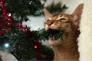 Конкурсные рассказы читателей