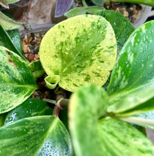 Коллекция мои комнатных растений