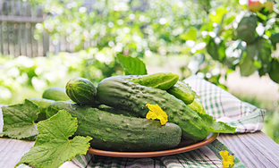 Праздник огурца