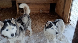 Хаски Шери и Локи 