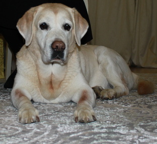 Луна, 10 л., лето 2025