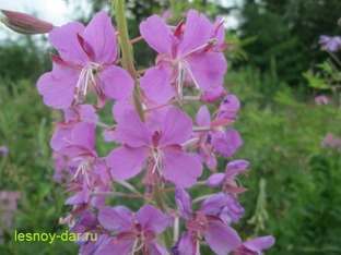 Лесные травы