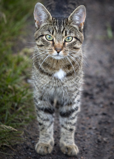 Рифмография