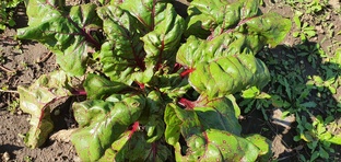 САД и ОГОРОД