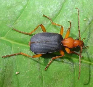 Бомбардир-жук: как жук стреляет кипятком и выживает в аду