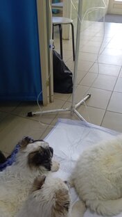 Третья капельница от бабезиоза